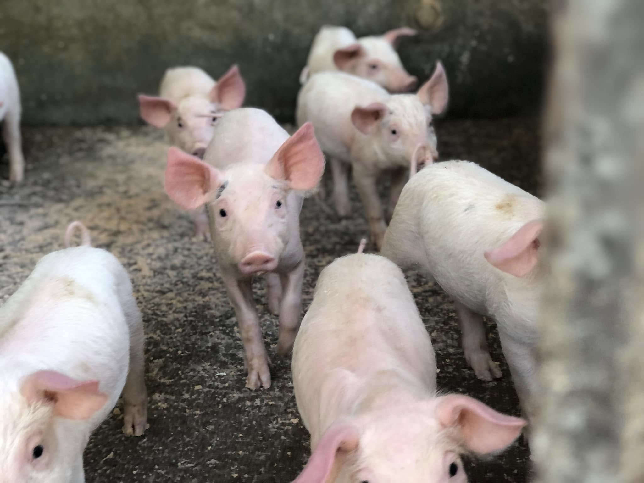 Área Agropecuaria ENRM